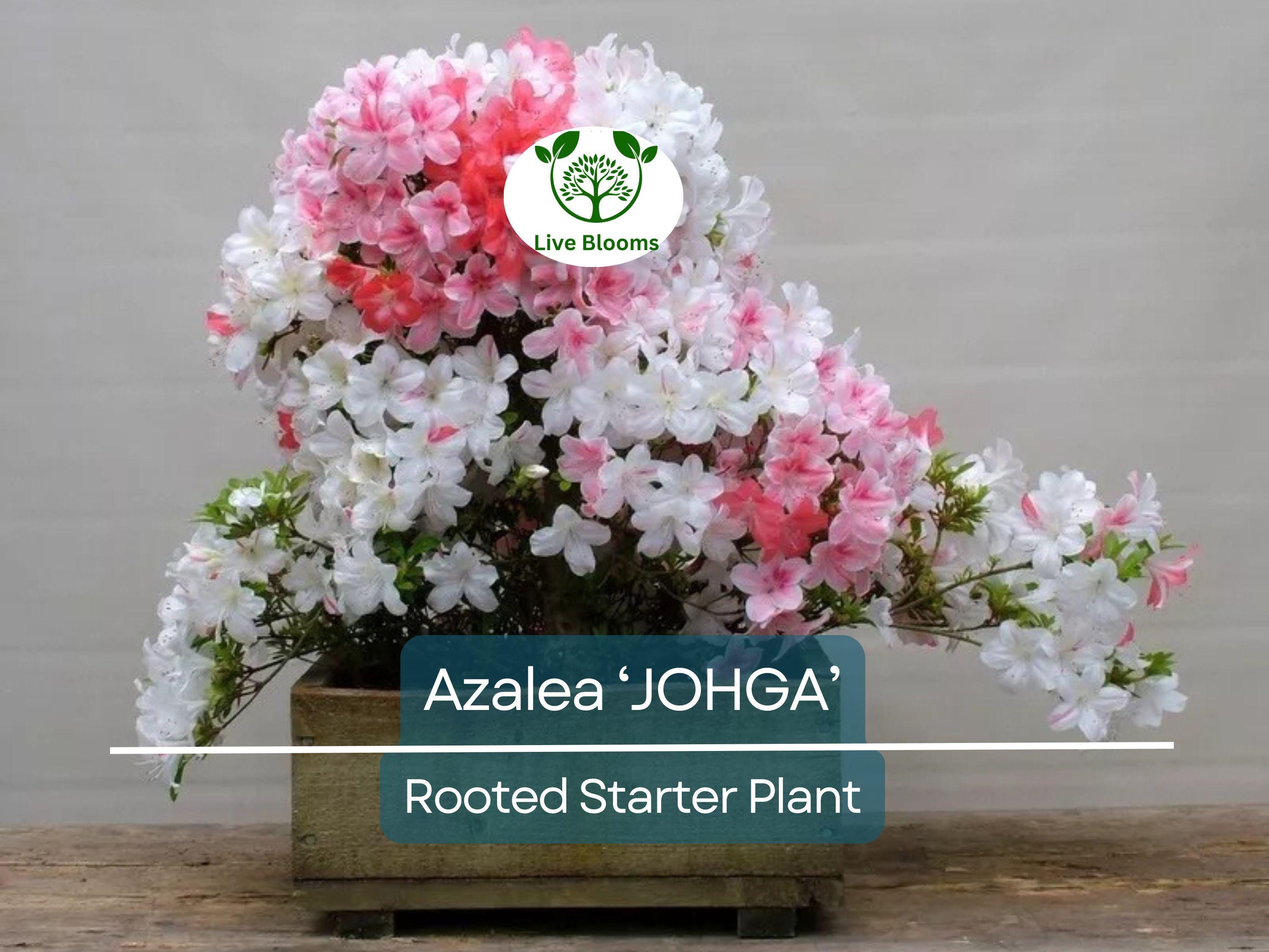 1 JOHGA Azalea Rhododendron Deciduous Rooted Starter Plant - Multi-Color Blooms, Hardy Rhododendron, Perfect for Garden Landscaping