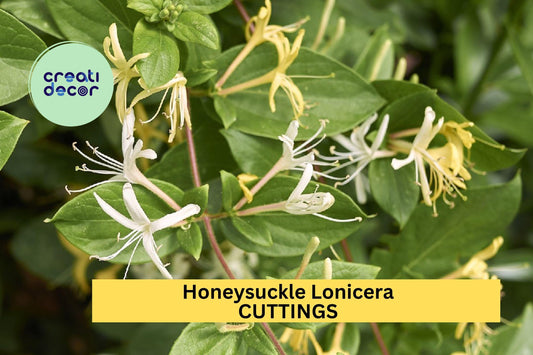 10 Japanese Honeysuckle Cuttings | Lonicera Japonica Vine Starters | Unrooted Fast-Growing Vine for Garden Trellis or Ground Cover