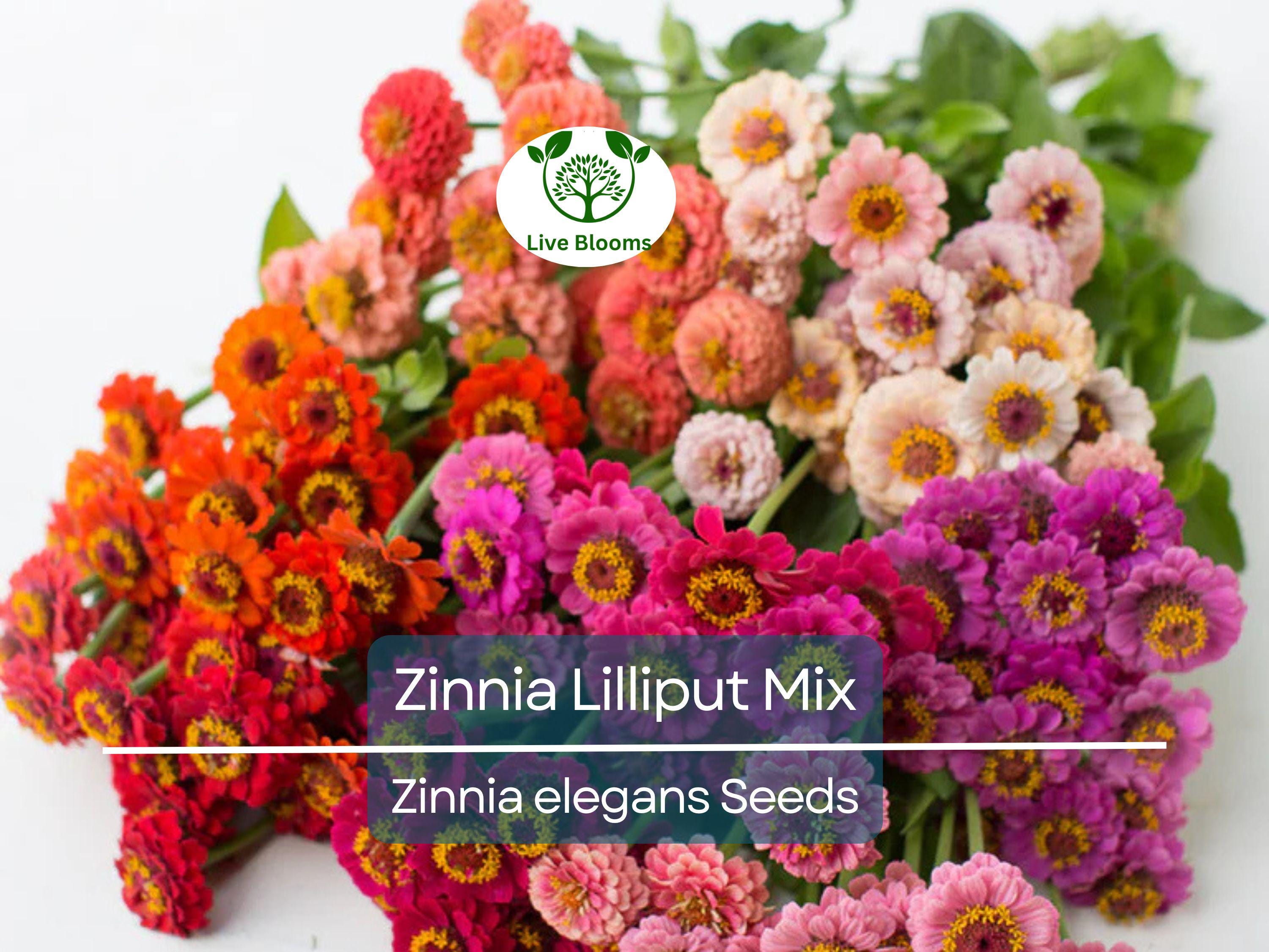 200 Seeds Zinnia Lilliput Mix Elegans Heirloom Non-GMO Mixed Colors, Pollinator-Friendly, Compact Blooms, Easy to Grow, Garden Flowers