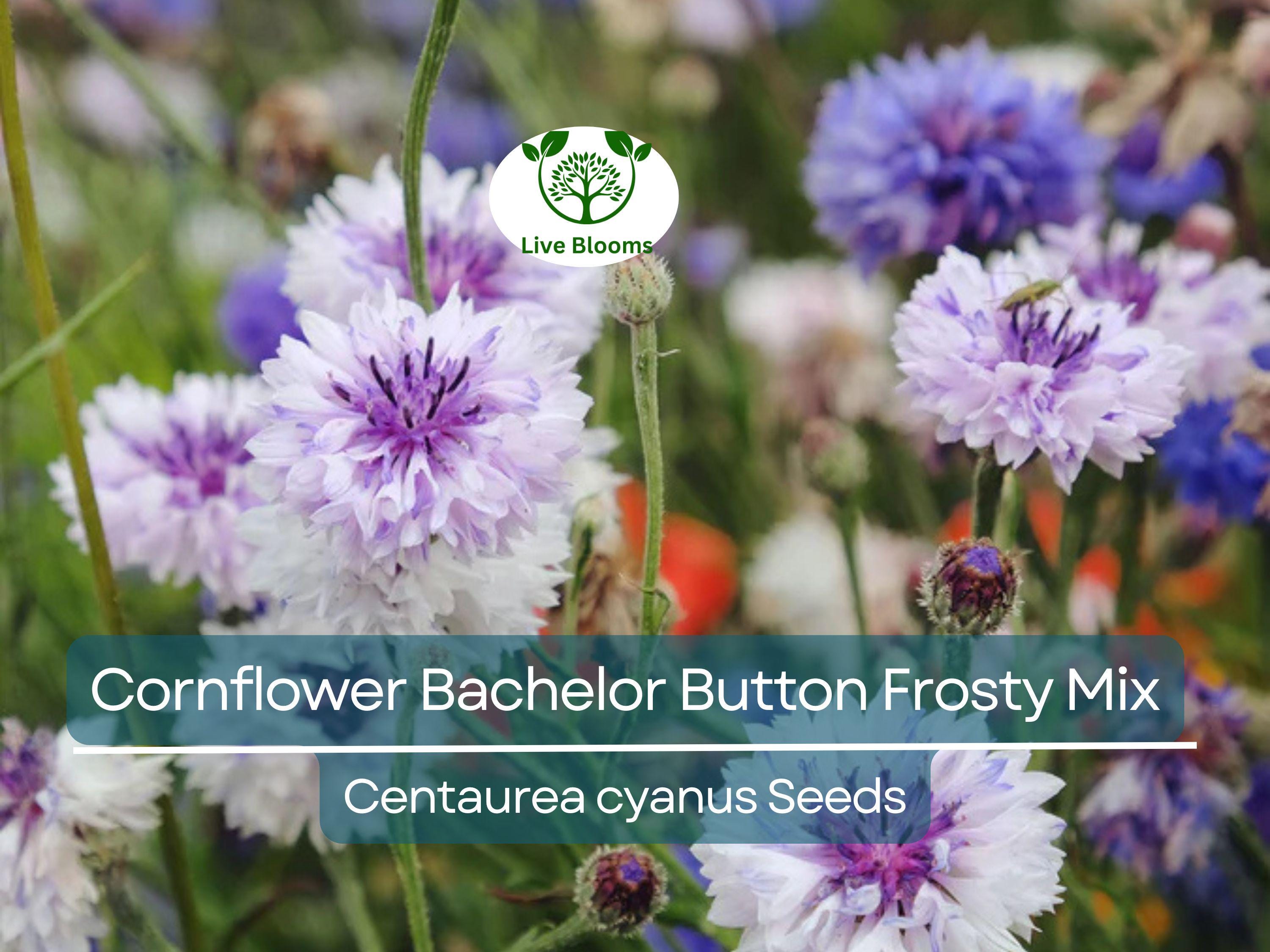 200 Seeds Cornflower Bachelor Button Frosty Mix, Heirloom, Non-GMO, Pollinators, Blue & White Flowers, Wildflower, Garden Plant, Easy Grow