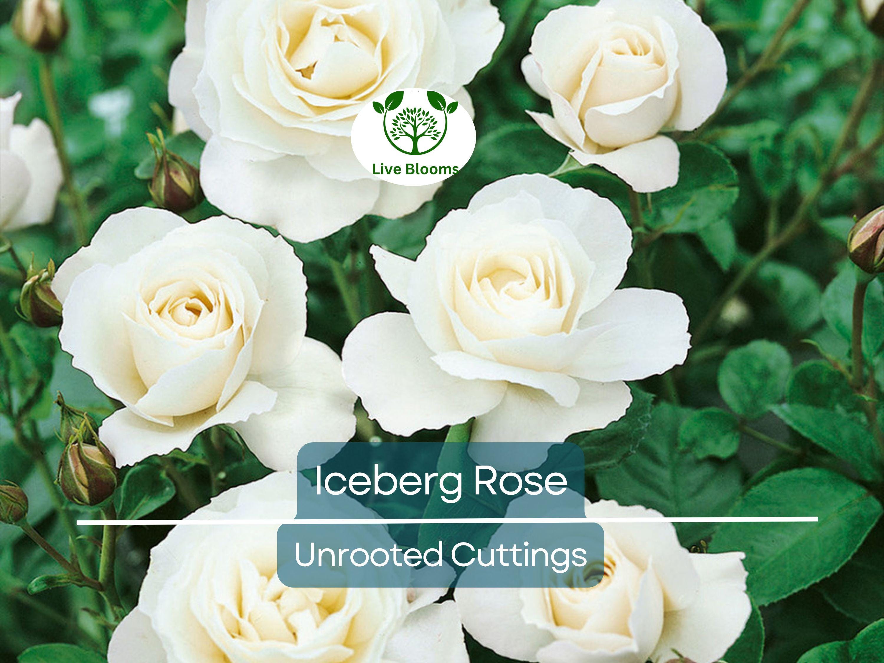 4 Iceberg Rose Unrooted Cuttings - Easy to Root, Rosa 'Iceberg', White Blooms, Perfect for Propagation, Garden or Landscape