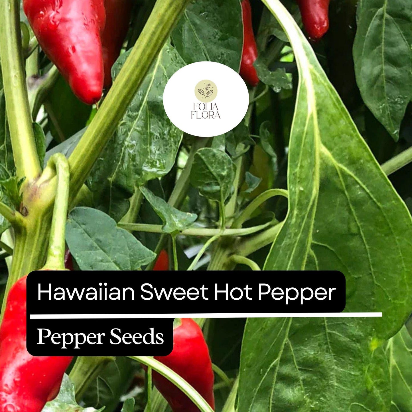 15 Hawaiian Sweet Hot Pepper Seeds – Heirloom, Spicy & Sweet, Non-GMO, High Yield
