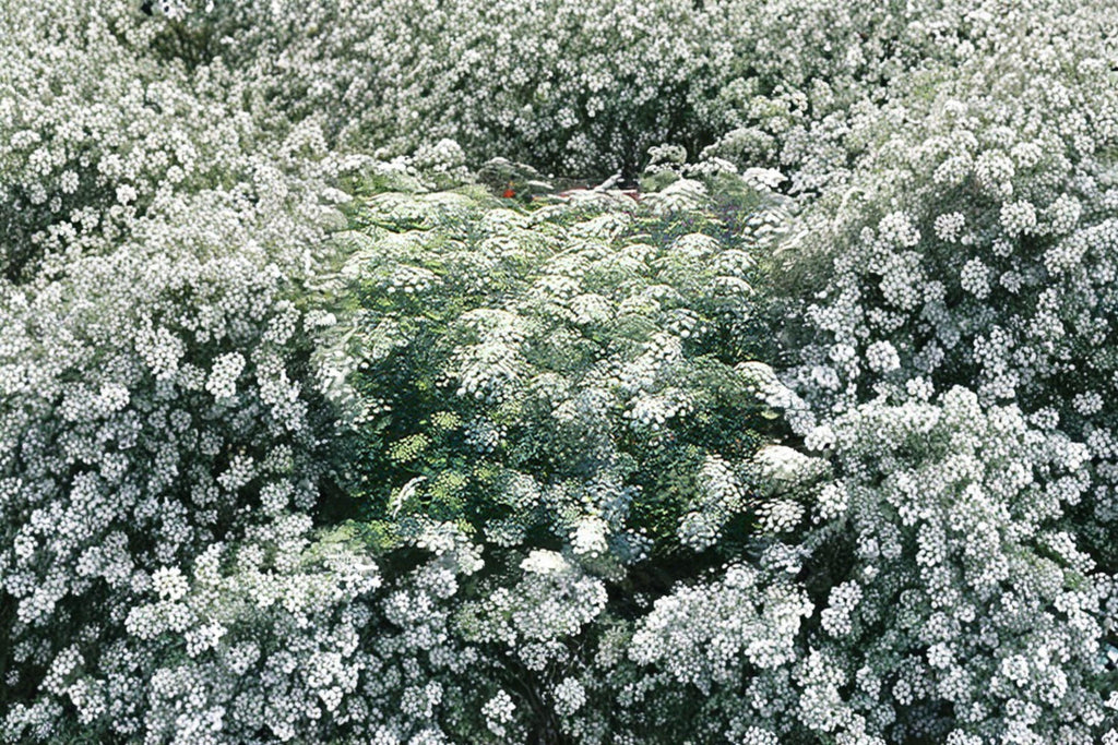 Bishop’s Flower Seeds – Ammi majus, False Queen Anne’s Lace, White Blooms (100 Seeds)