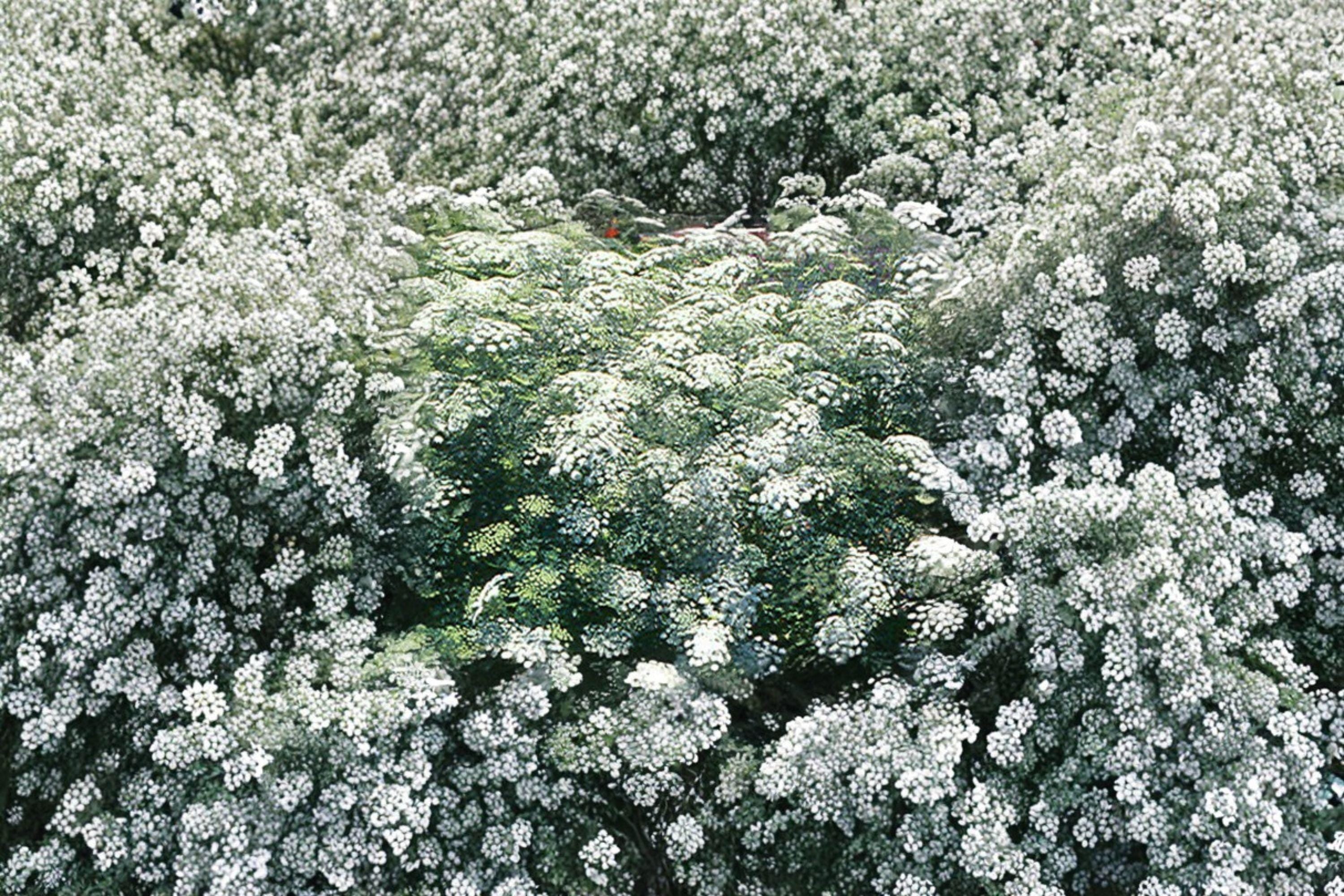 Bishop’s Flower Seeds – Ammi majus, False Queen Anne’s Lace, White Blooms (100 Seeds)