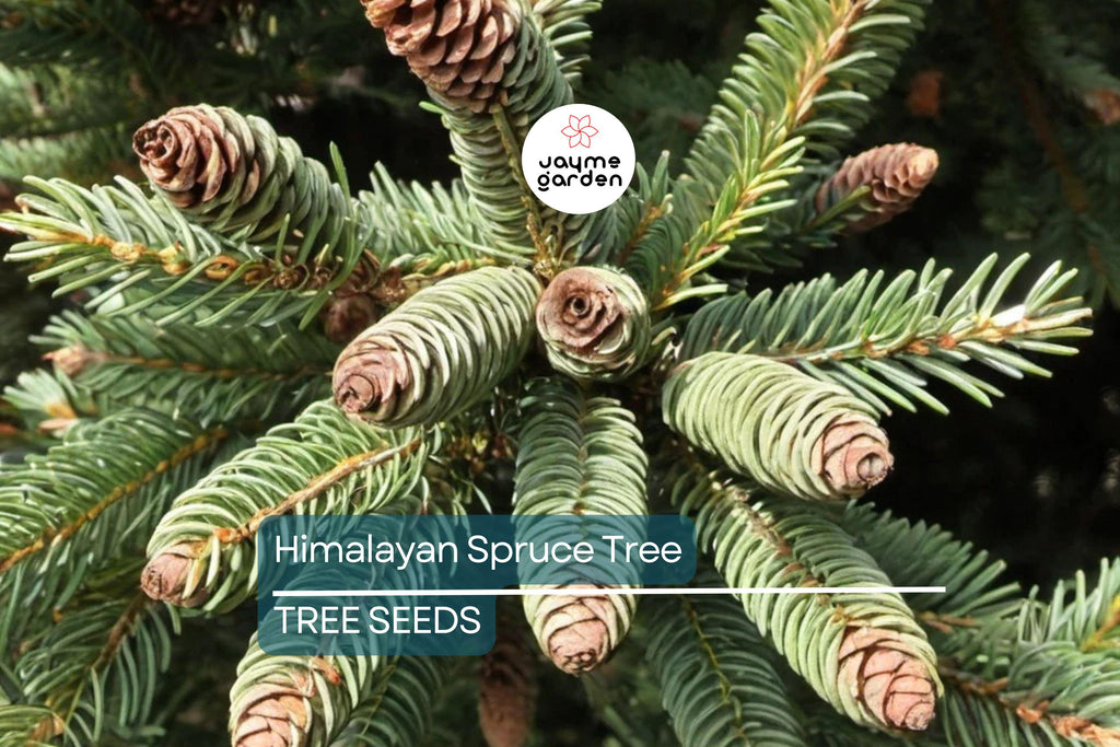 10 Himalayan Spruce Tree Seeds (Picea smithiana) - Weeping Evergreen, Bonsai, 100 Ft Mature Height
