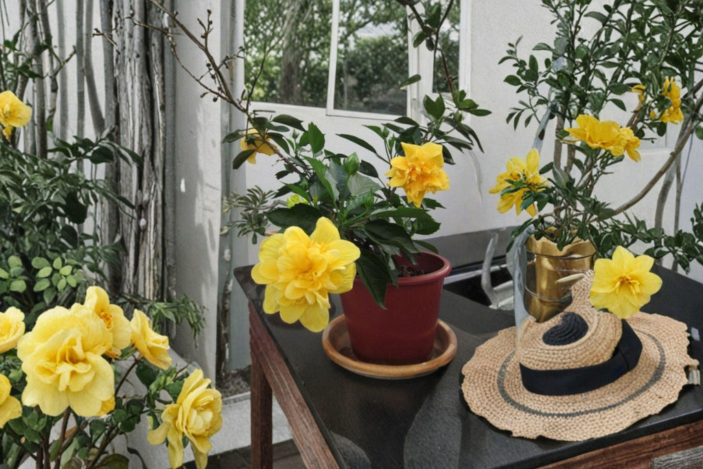 Hardy Yellow Rose of Sharon Seeds – Hibiscus hamabo | 10 Seeds | Ornamental Garden & Landscape Plant