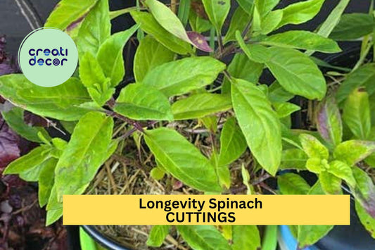 5 Longevity Spinach Cuttings – Gynura procumbens Unrooted Fresh Stems for Garden or Pots – Easy to Grow – Free Shipping – USA