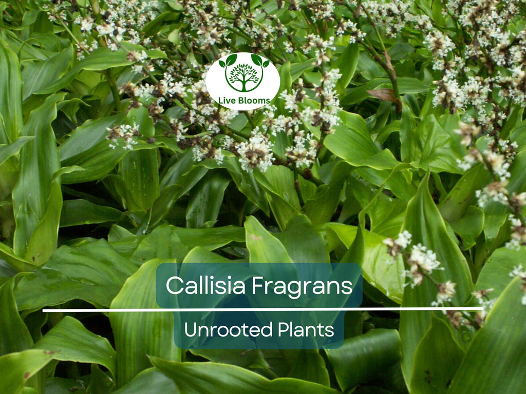 2 Callisia Fragrans / Home Ginseng Unrooted Plants - Unique Indoor Houseplant for Easy Care