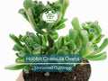 4 Unrooted Cuttings 3-4" Hobbit Friendship Tree – Crassula ovata, Lucky Plant, Money Tree, Easy Grow Succulent, Prosperity Plant Starter