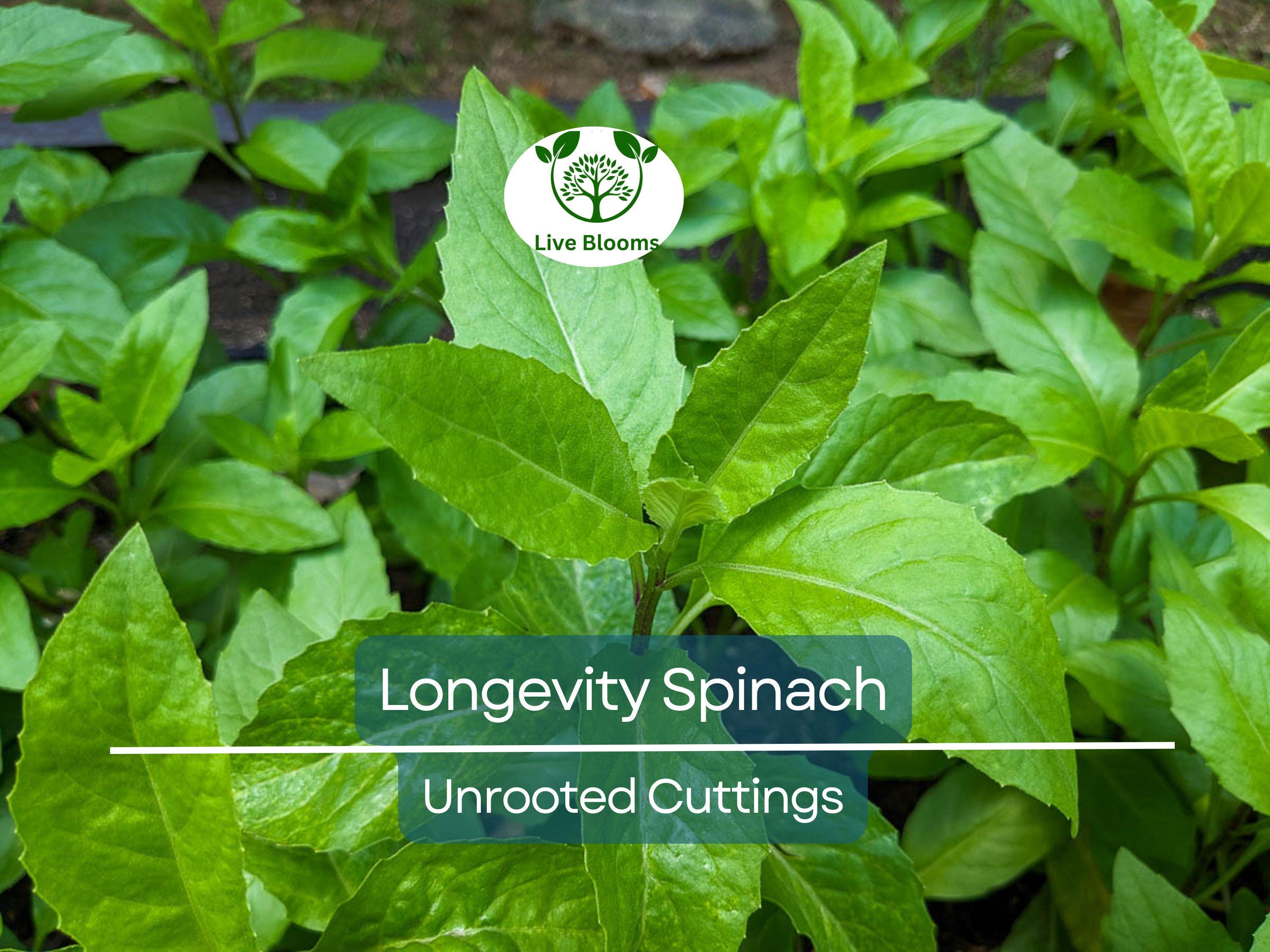 5 Longevity Spinach Gynura Procumbens Unrooted Cuttings 4" - Edible, Nutrient-Rich, Easy to Grow, Tropical Superfood, for Propagation