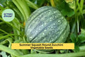3pcs of 1g Round Zucchini Seeds – Summer Squash for Grilling, Roasting, and Stuffing, Easy to Grow in Any Garden Seeds for Planting