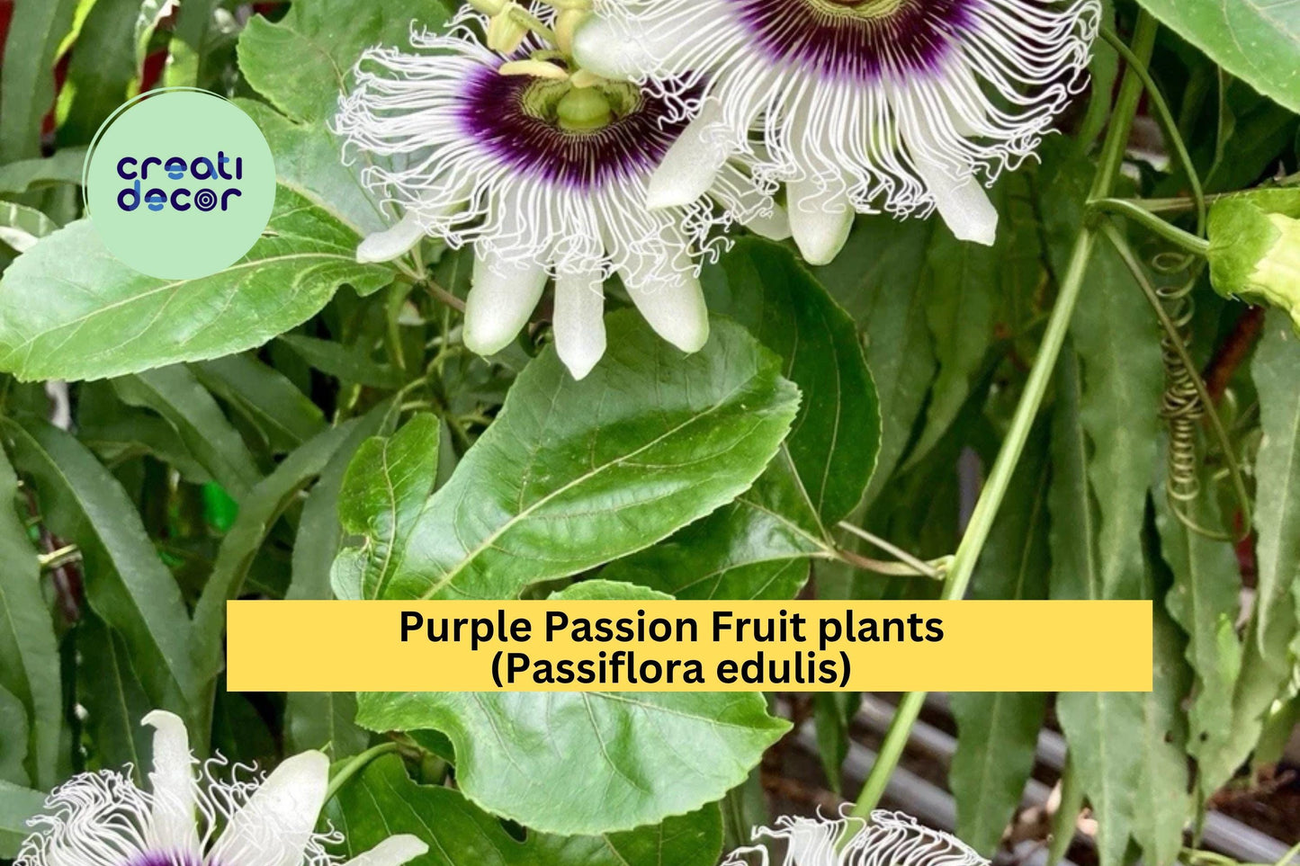 Purple Passion Fruit Plants | Set of 2 Passiflora edulis Live Vines | 10" Tall Rooted Starters