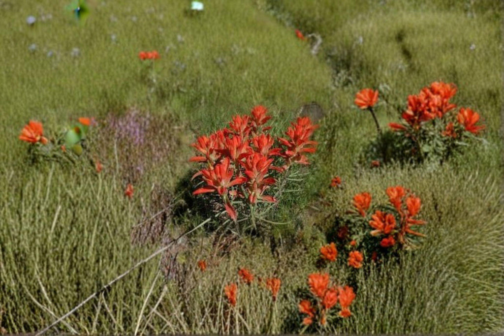 Castilleja Integra Orange Paintbrush Seeds – 300 Native Southwestern Wildflower Seeds