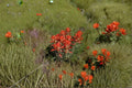 Castilleja Integra Orange Paintbrush Seeds – 300 Native Southwestern Wildflower Seeds