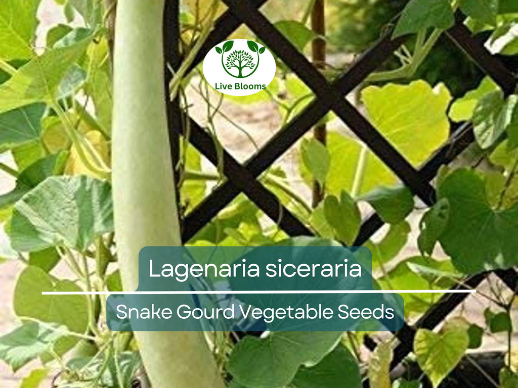 10 Seeds Snake Gourd (Lagenaria siceraria) – Edible, Long, Non-GMO, Heirloom, Easy to Grow, Perfect for Cooking, Unique Garden Vegetable