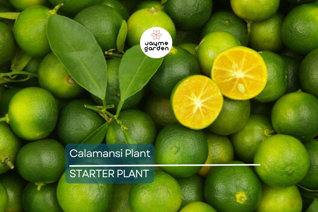 Live Calamansi Plant Tree | 8-12 inch Seedling | Citrus Tree for Indoor & Outdoor Growing | Tropical Fruit