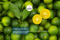 Live Calamansi Plant Tree | 8-12 inch Seedling | Citrus Tree for Indoor & Outdoor Growing | Tropical Fruit
