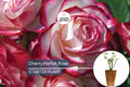 Cherry Parfait Rose – 1.5 Gal Pot | Fragrant Red & White Grandiflora | Own-Root, Heavy Reblooming | Zones 5-10