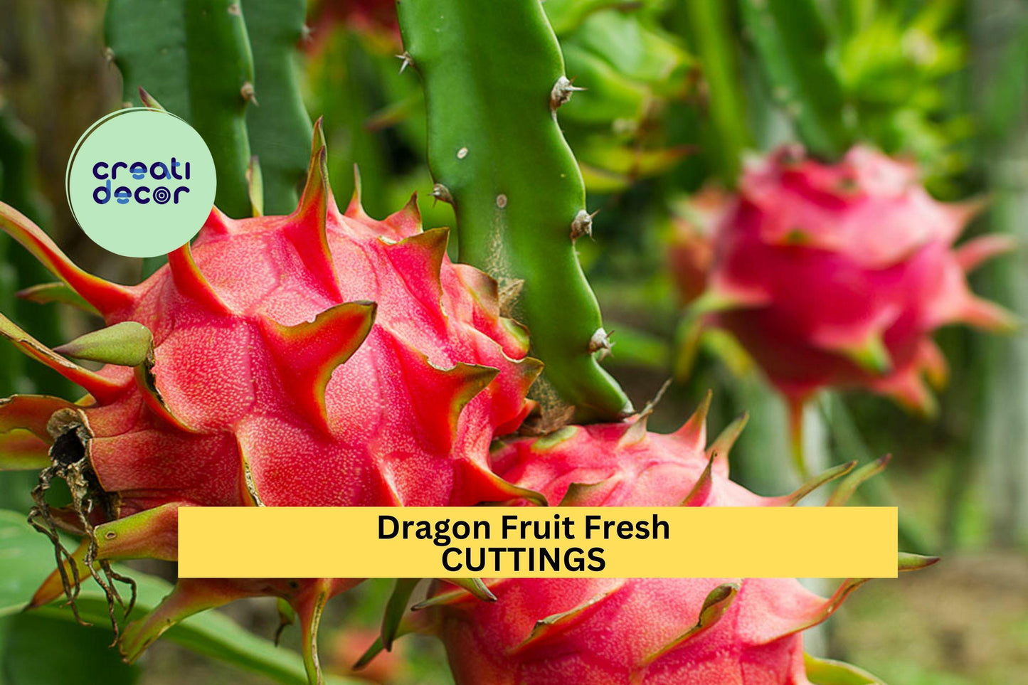 3 American Beauty Dragon Fruit Cuttings – 8–10” Unrooted Stems | Red Flesh, Self-Pollinating Hylocereus guatemalensis for Trellises or Pots