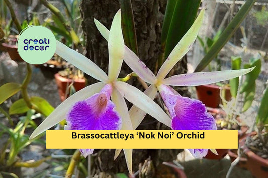 Brassocattleya ‘Nok Noi’ Orchid Plant – 4” Pot Blooming Size – Fragrant White & Pink Hybrid Orchid for Home or Greenhouse