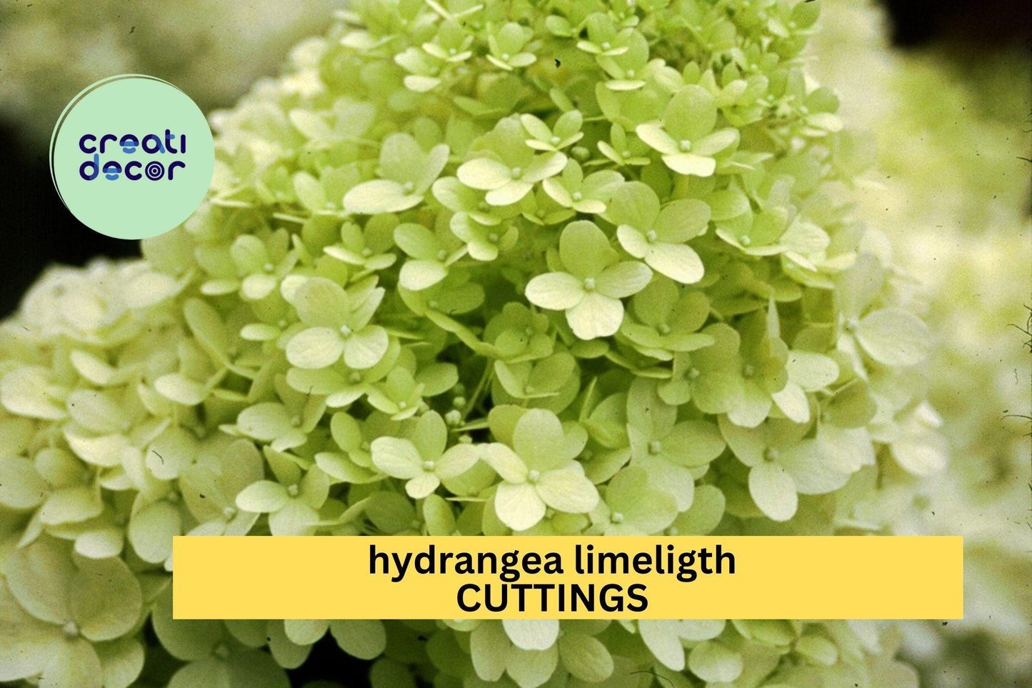 6 Rooted Limelight Hydrangea Cuttings | 6–10" Starter Plants | Hydrangea Paniculata | Lush Blooming Shrub | Guaranteed Quality