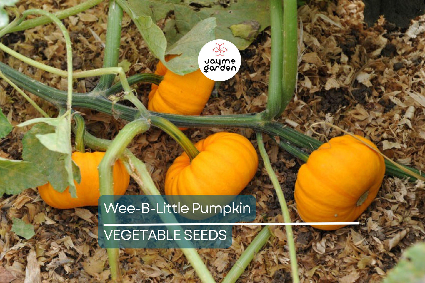 25 Wee-B-Little Pumpkin Seeds - AAS Winner, Non-GMO, Heirloom, Mini Pumpkins