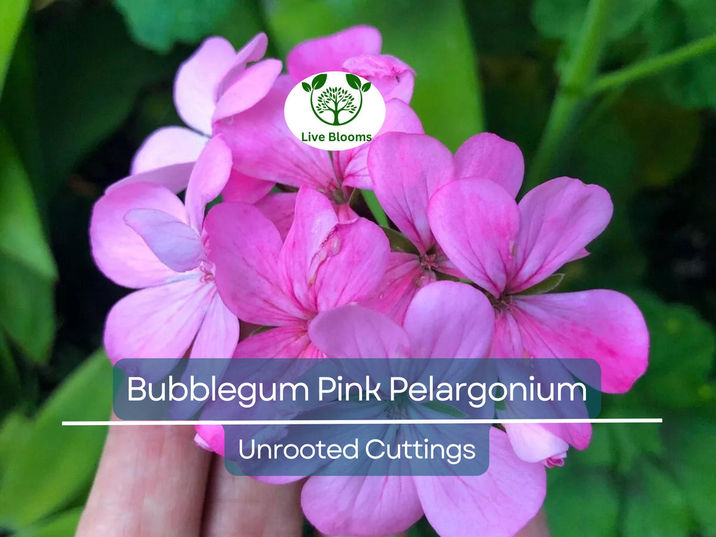 4 Bubblegum Pink Pelargonium Zonal Geranium Unrooted Cuttings - Fresh Live Plants, 8" Long, Ideal for Garden, Hanging Baskets & Containers
