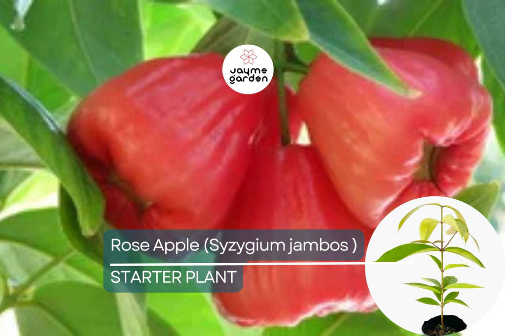 Rose Apple Tree (Syzygium jambos) Live Tropical Fruit Plant 12″-24″ Tall | Sweet, Crisp, Floral-Flavored Fruit