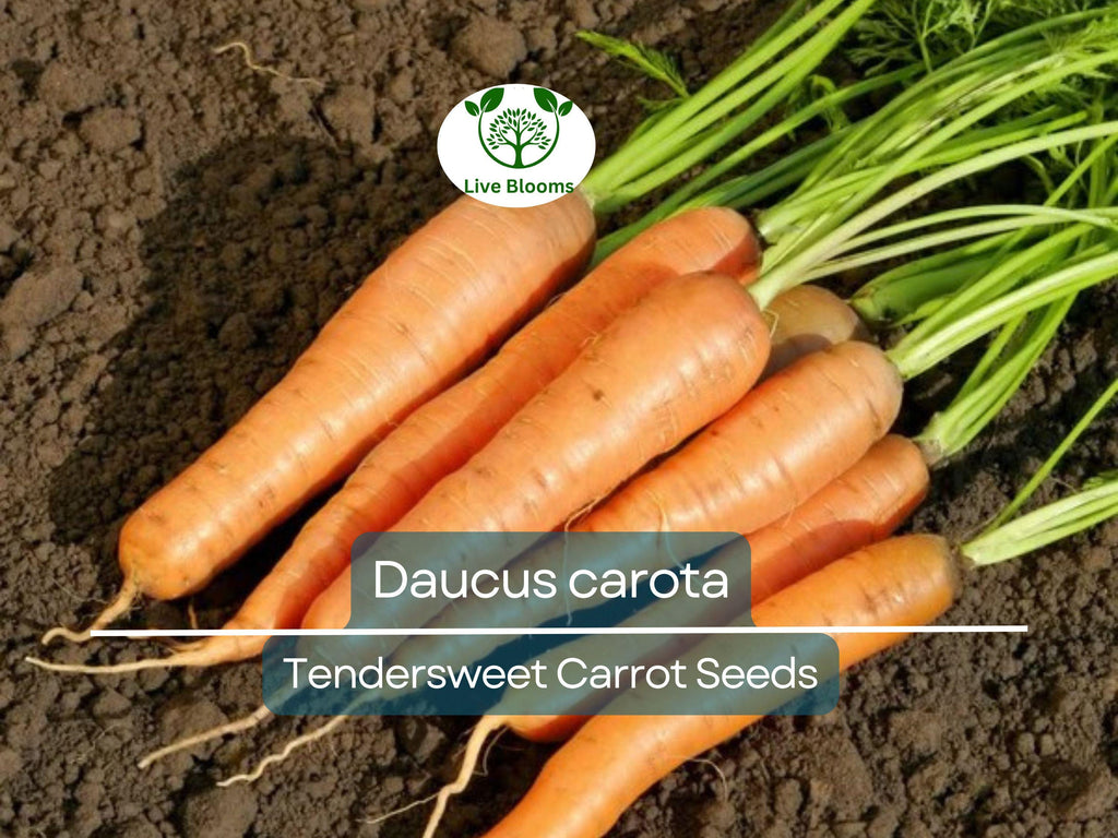 300 Seeds Tendersweet Carrot - Daucus carota | Heirloom Carrot Seeds for Planting, Gardening & Deliciously Sweet Root Harvest