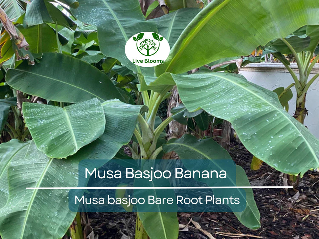 1 Musa Basjoo Banana – Live Starter Plug – Cold Hardy Tropical Plant – Rooted Live Banana Tree for Garden or Patio – Zone 5–11