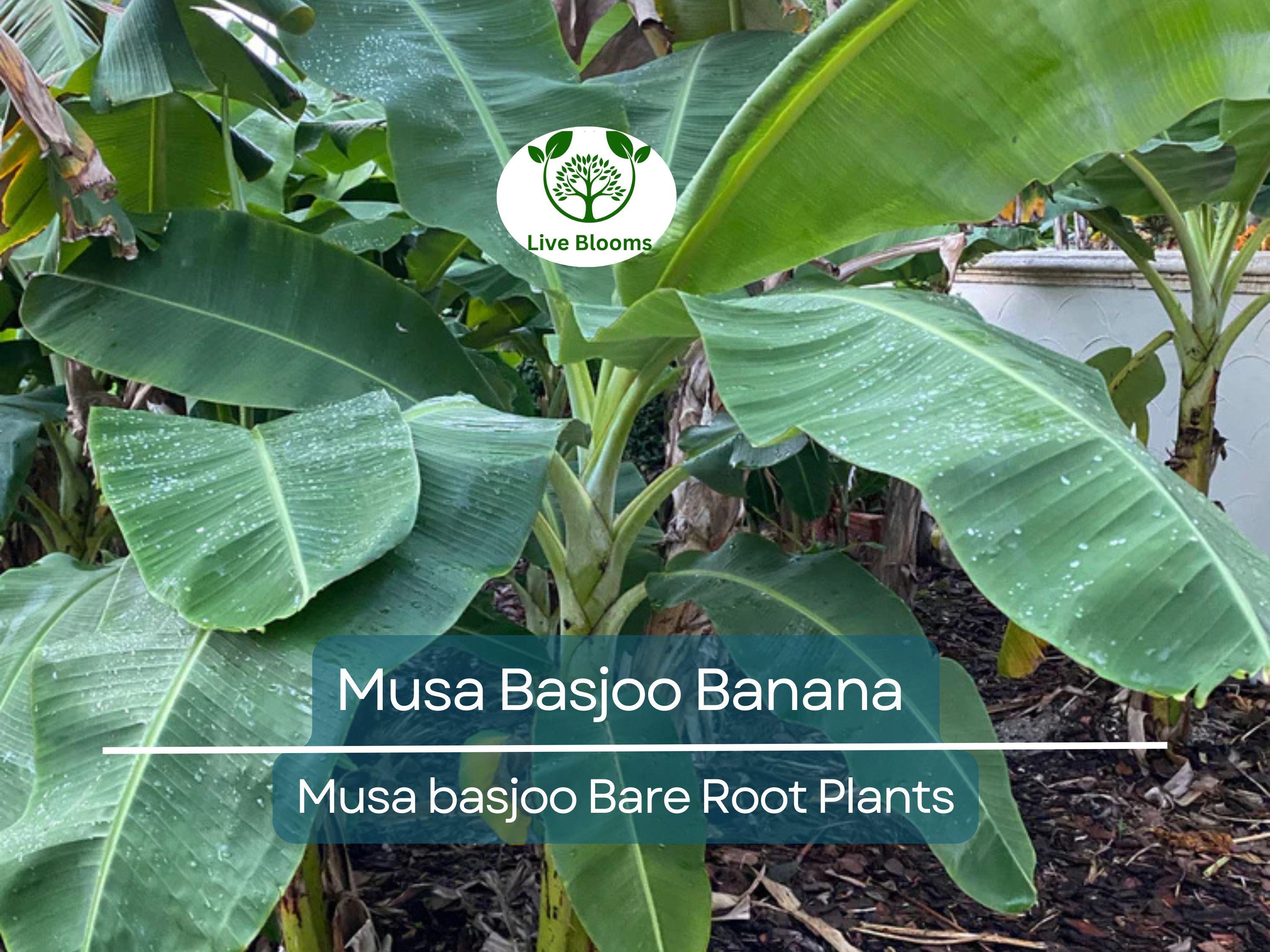 1 Musa Basjoo Banana – Live Starter Plug – Cold Hardy Tropical Plant – Rooted Live Banana Tree for Garden or Patio – Zone 5–11