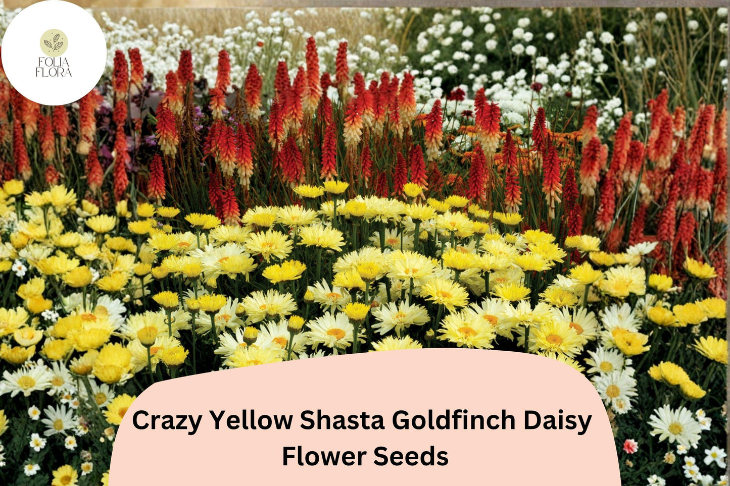 200+ Crazy Yellow Shasta Daisy Seeds | Leucanthemum x ‘Goldfinch’ | Soft Yellow Frilled Blooms | Perennial Garden Flower