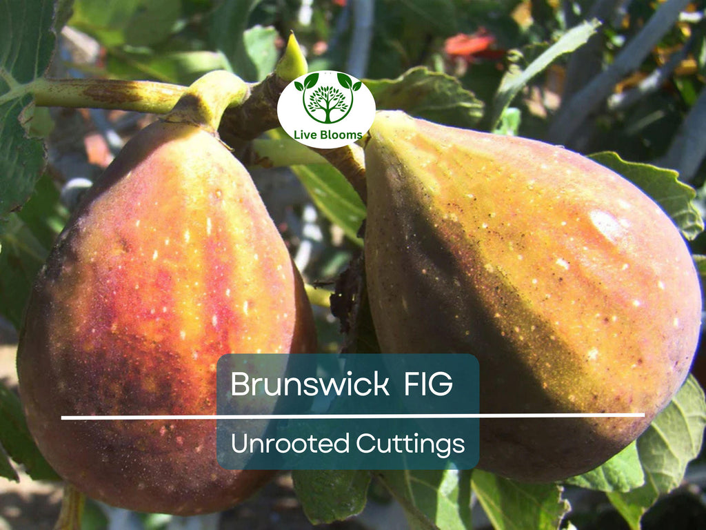 6 Brunswick Fig Tree Unrooted Cuttings 6-8" - Ficus Carica, Sweet Fruit, Easy to Grow, Starter Plant
