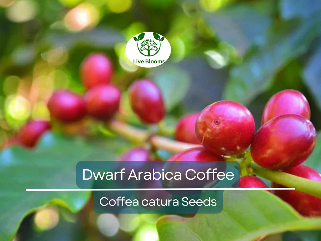 10 DWARF Arabica Coffee Plant Seeds (Coffea catura), Indoor Coffee Bean Tree, Grow Your Own Coffee, Compact Size, Perfect for Home Gardening