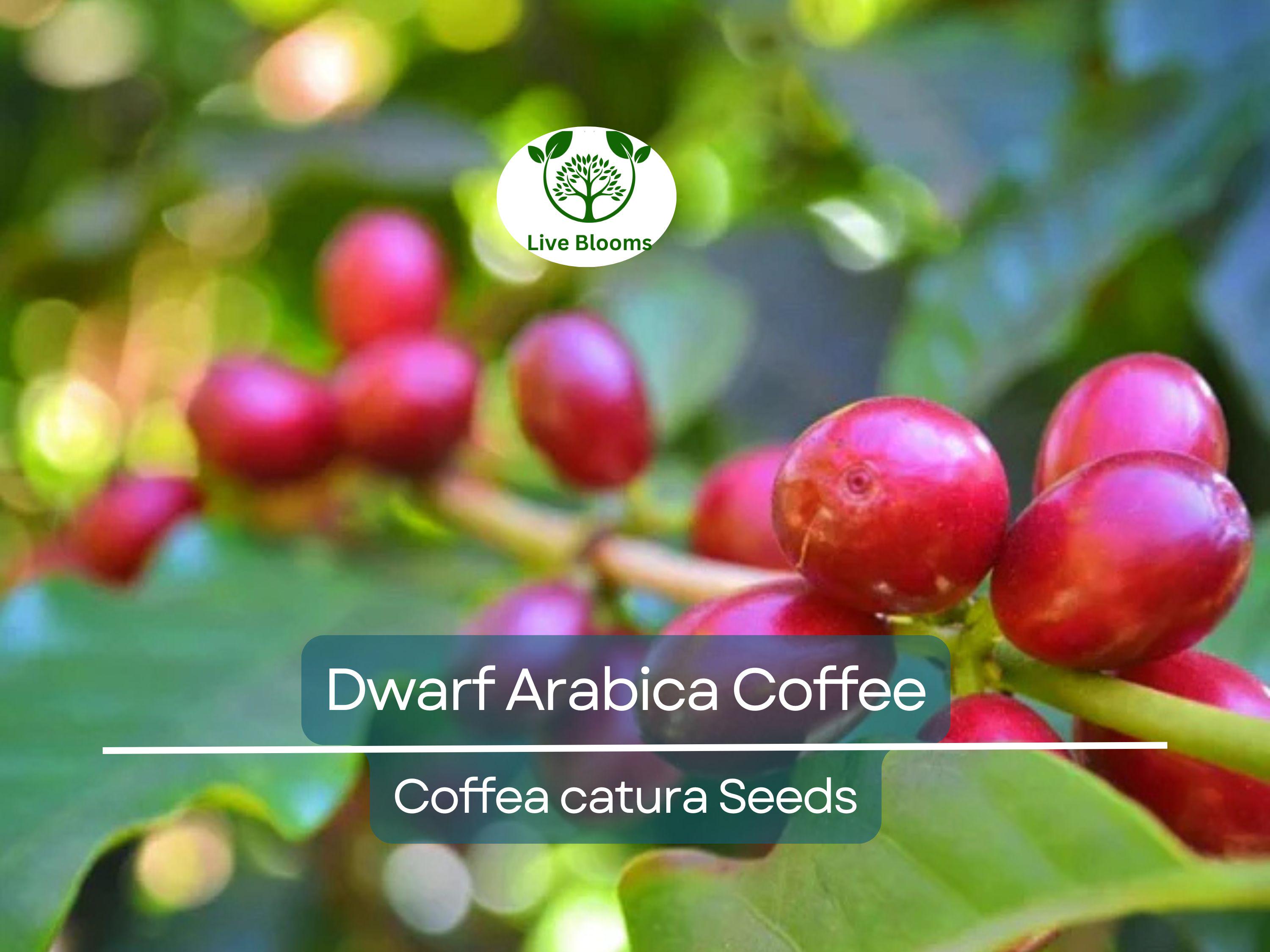 10 DWARF Arabica Coffee Plant Seeds (Coffea catura), Indoor Coffee Bean Tree, Grow Your Own Coffee, Compact Size, Perfect for Home Gardening