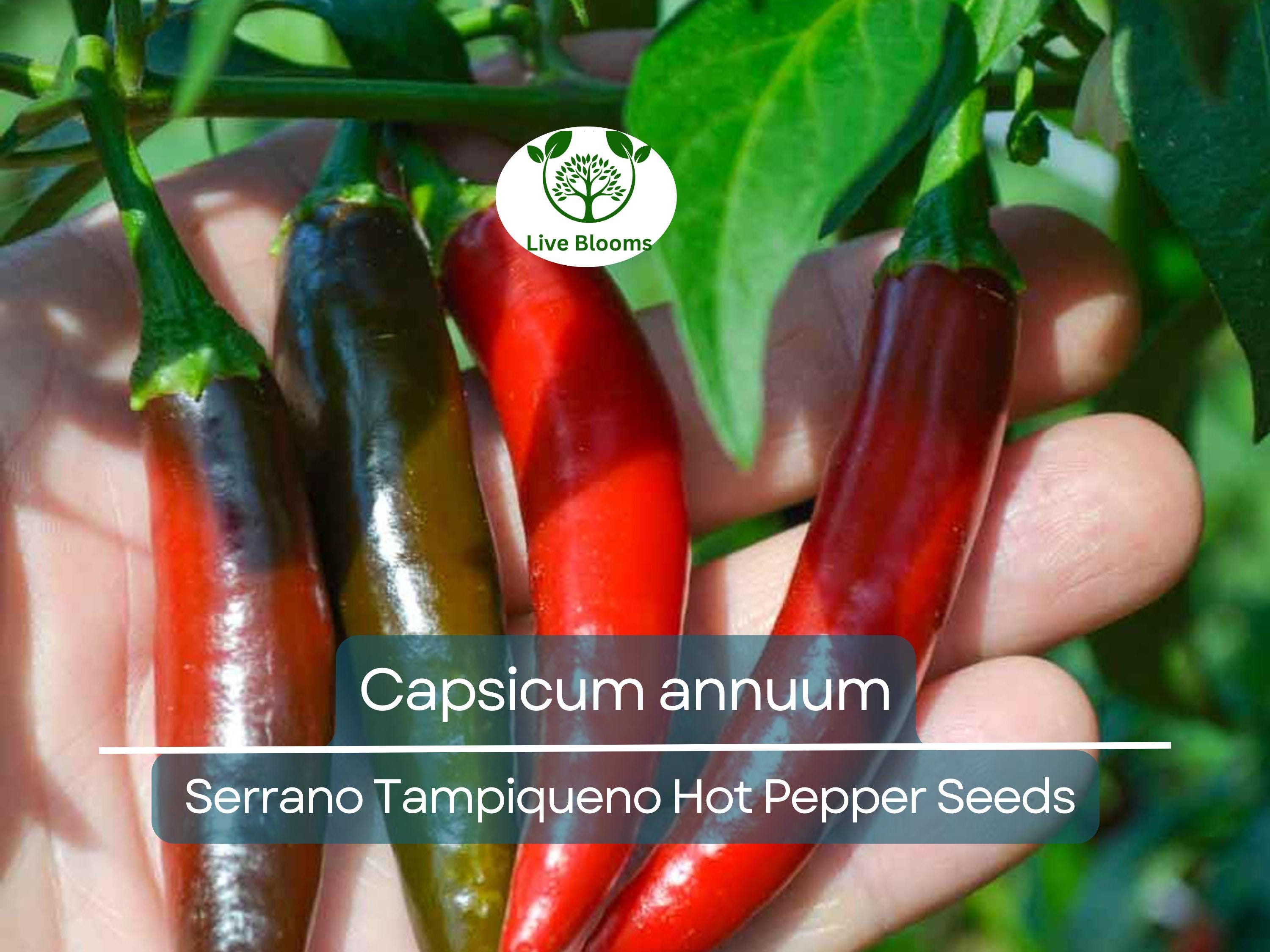 250 mg Seeds Serrano Tampiqueno Hot Pepper – Capsicum annuum | Heirloom Spicy Pepper Seeds for Planting, Gardening & Bold Flavor