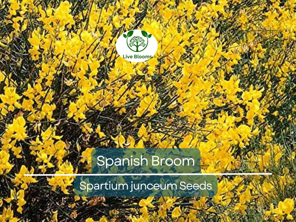 20 Spanish Broom Seeds (Spartium junceum) Weavers Broom, Yellow Flowering Bush Shrub, Hardy Shrub for Garden, Fragrant Plant Seeds