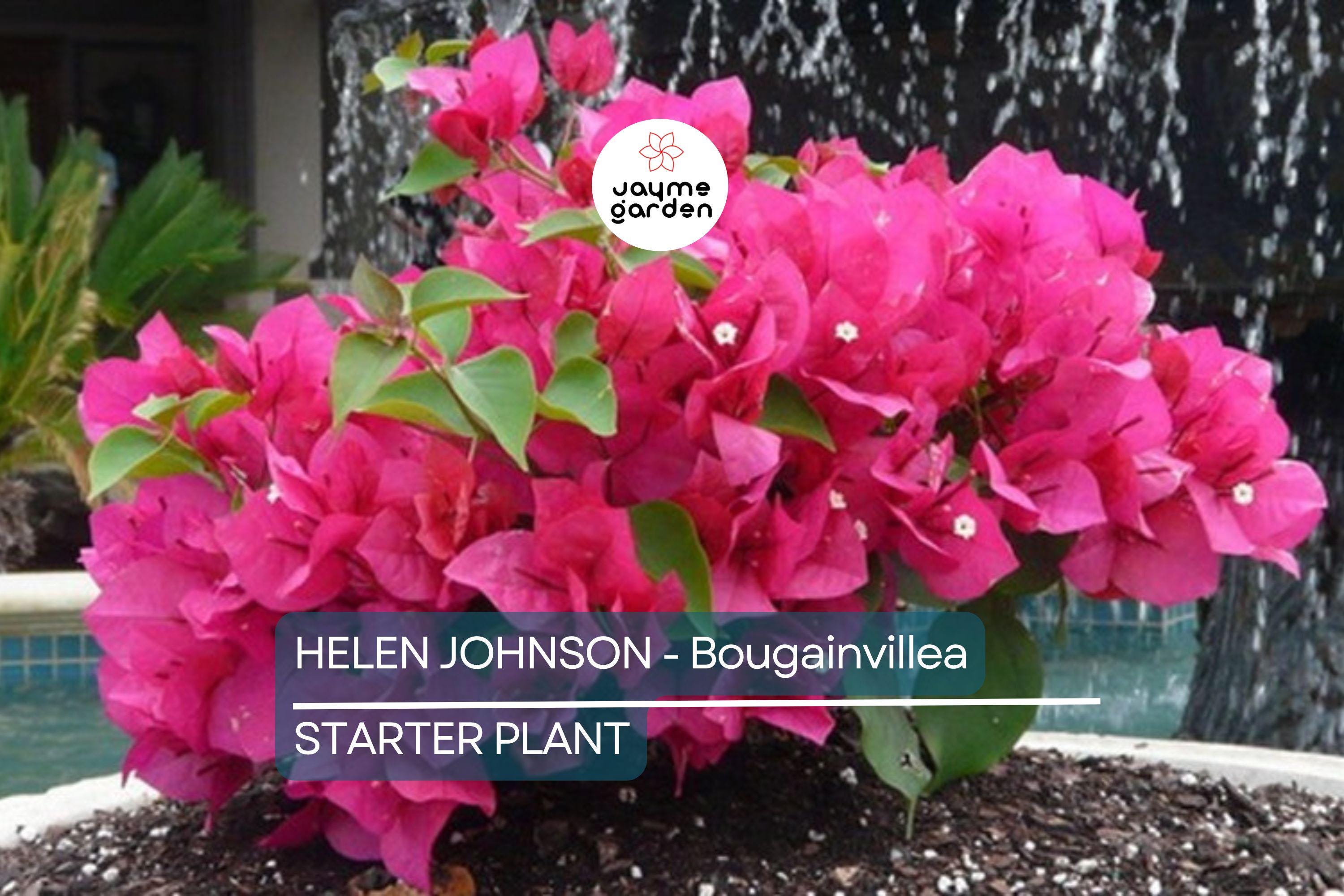 Helen Johnson Bougainvillea | Small Well-Rooted Starter Plant | Tropical Beauty for Indoor & Outdoor Gardens |