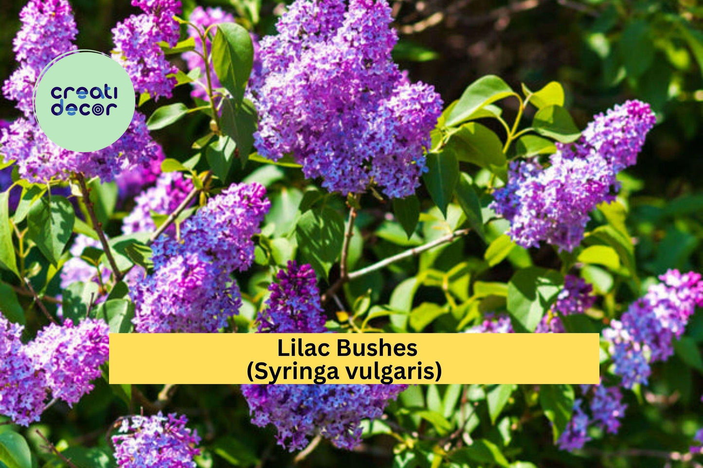 Lilac Bush Bare Roots (5 Pack) – Purple & White Syringa vulgaris – Fragrant Spring Flowering Shrubs for Garden Borders