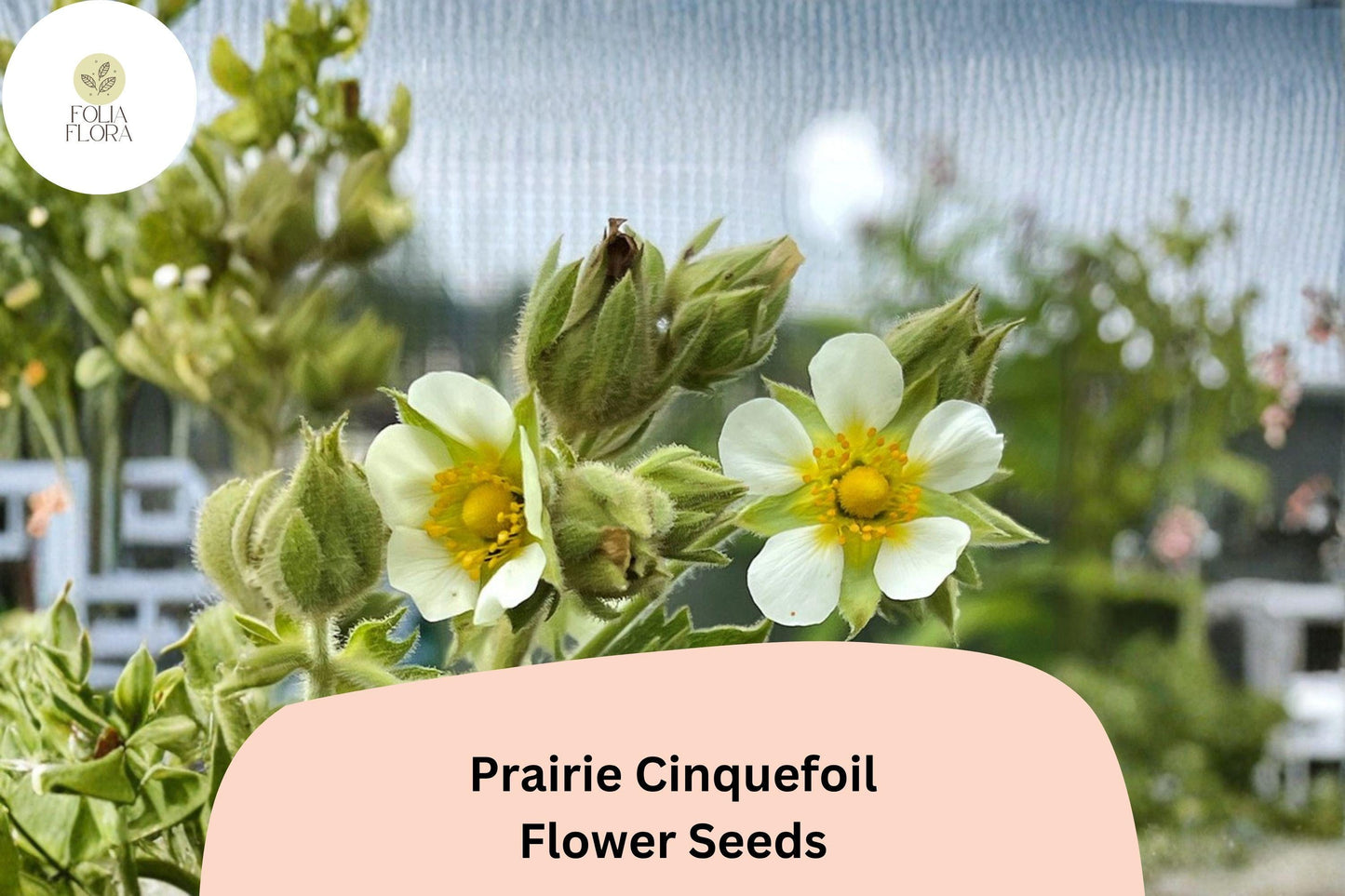 500 Prairie Cinquefoil Seeds | Drymocallis arguta | Native White Wildflower | Pollinator-Friendly Plant for Meadow