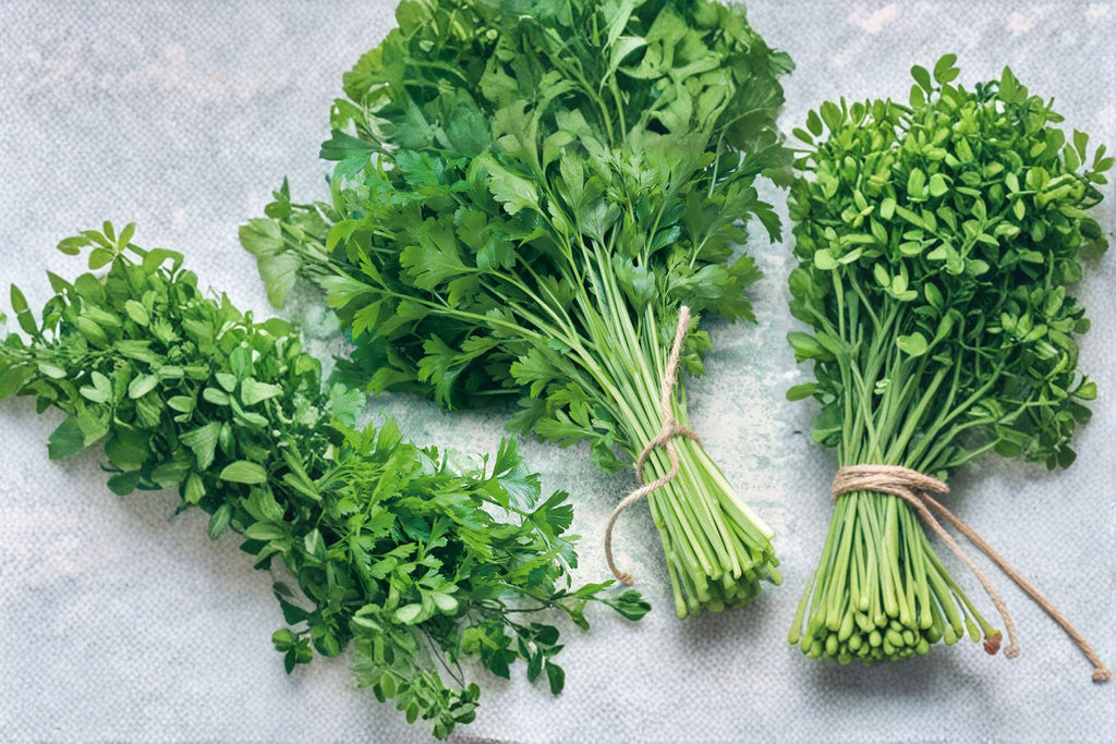 Parsley – Dark Green Italian Giant 500 Seeds | Flat-Leaf Parsley | Robust Flavor | High-Yield Culinary Herb