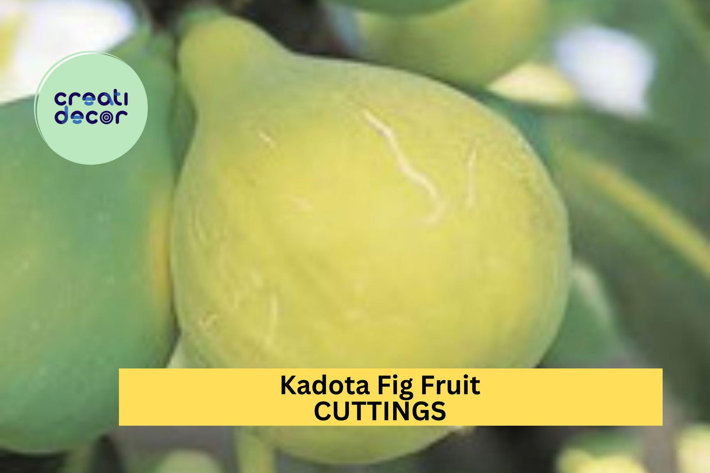 1 Kadota Fig Cutting – 10" Unrooted Hardwood Twig for Propagation – Sweet Green Fig Variety for Home Orchards – USA