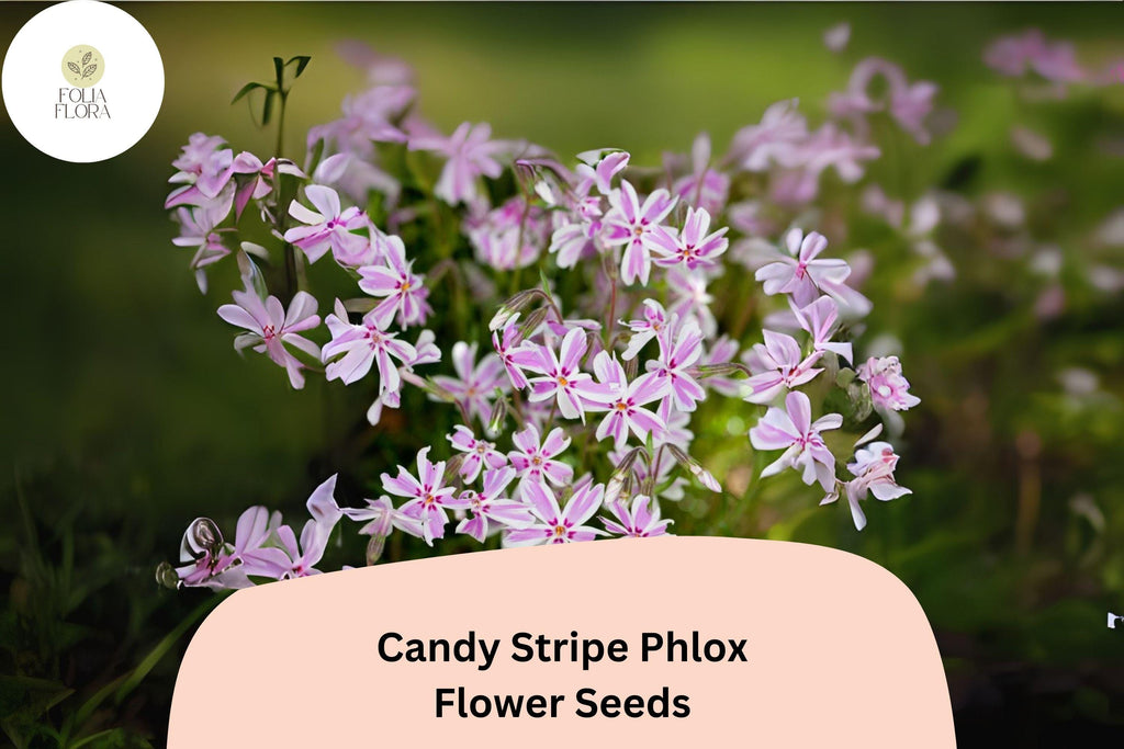 100+ Candy Stripe Phlox Seeds – Creeping Phlox subulata, Pink & White Ground Cover Flowers