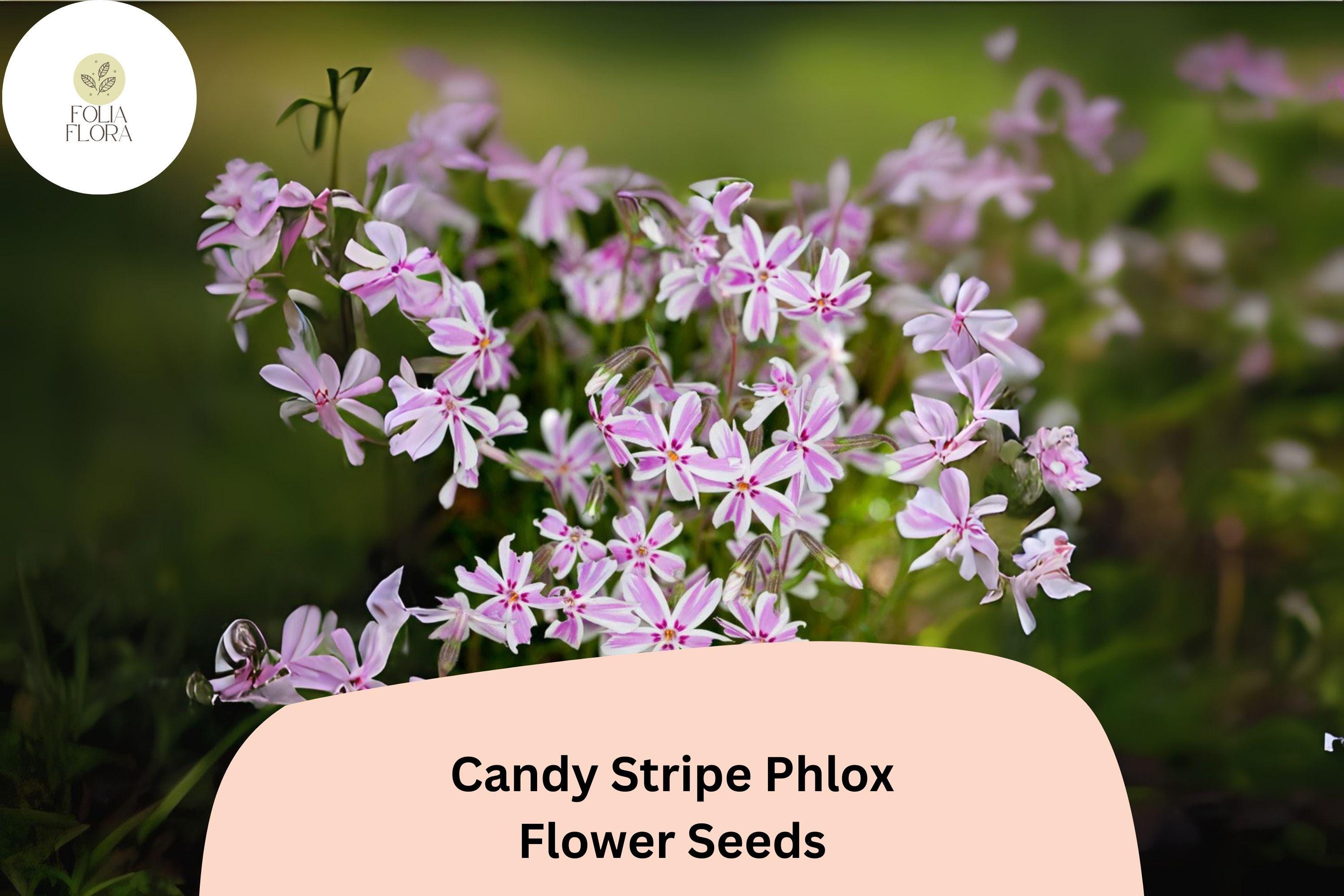 100+ Candy Stripe Phlox Seeds – Creeping Phlox subulata, Pink & White Ground Cover Flowers