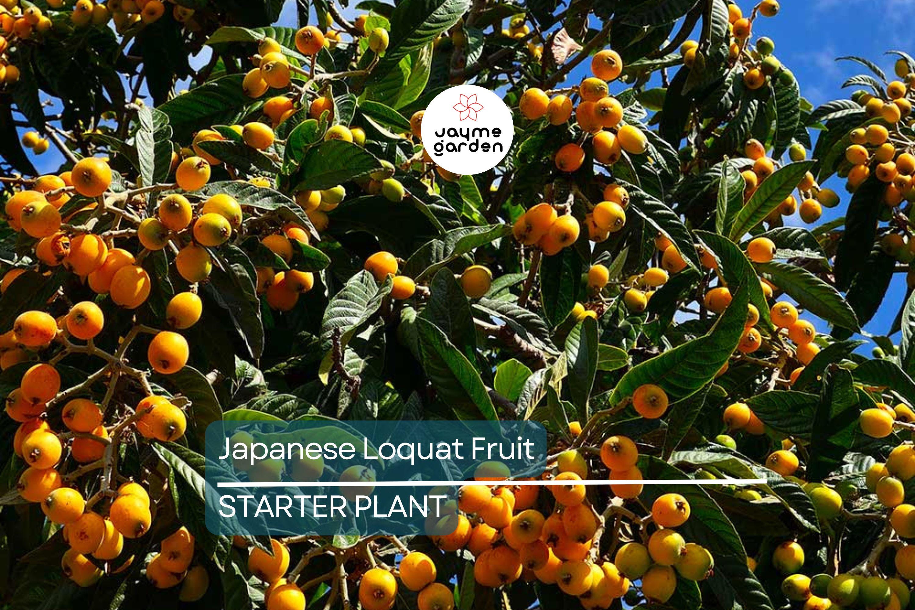 Japanese Loquat Fruit Tree 8” Seedling - Tropical Live Plant with Pot - Sweet Fruit, Ready to Plant