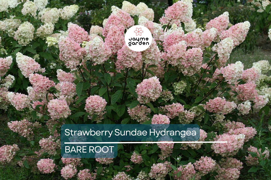 Strawberry Sundae Hydrangea | Live Plant | Bare Root | Stunning Pink & White Blooms | Zones 3-8 | Compact Flowering Shrub