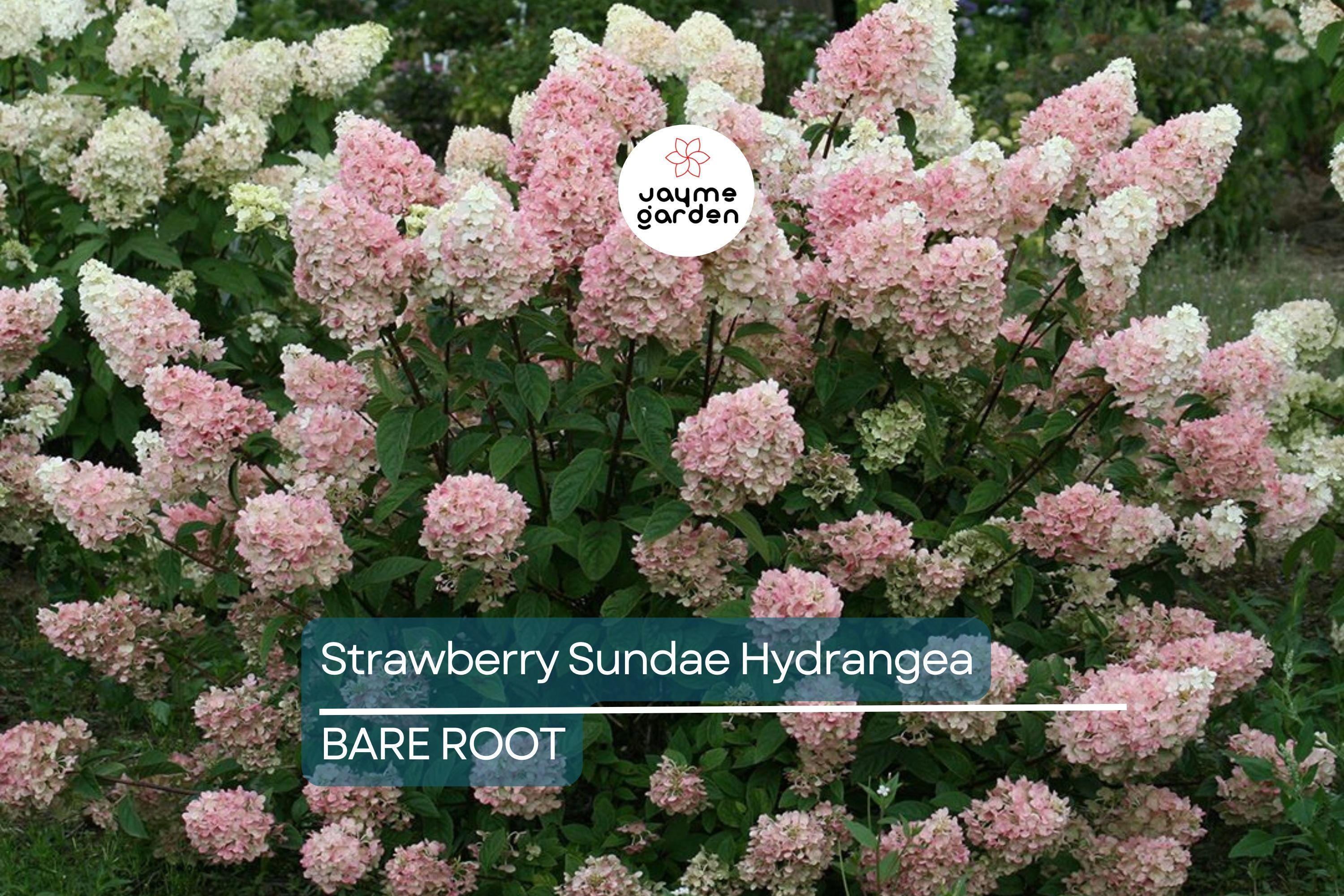 Strawberry Sundae Hydrangea | Live Plant | Bare Root | Stunning Pink & White Blooms | Zones 3-8 | Compact Flowering Shrub
