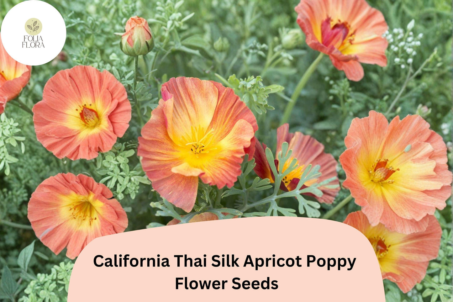 200+ California Thai Silk Apricot Poppy Seeds for Garden Planting - Vibrant Wildflower Mix