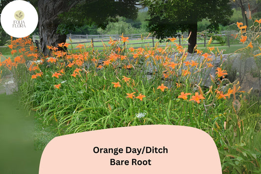 25 Orange Daylily Plants | Bare Root Hemerocallis fulva | Perennial Garden Flowers