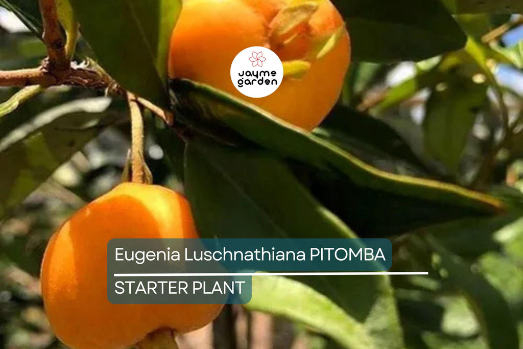 Eugenia Luschnathiana Pitomba - 4-6" Starter Plant in Pot - Tropical Fruit Tree with Aromatic, Apricot-Like Fruit
